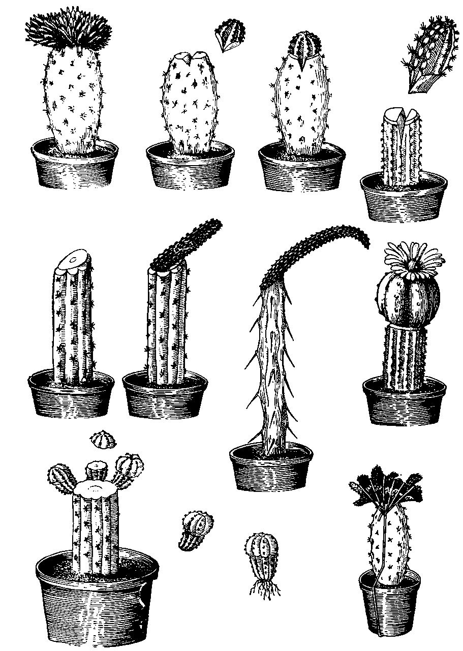 Варианты правильной посадки и выращивания кактуса: примеры из семян и без корней
