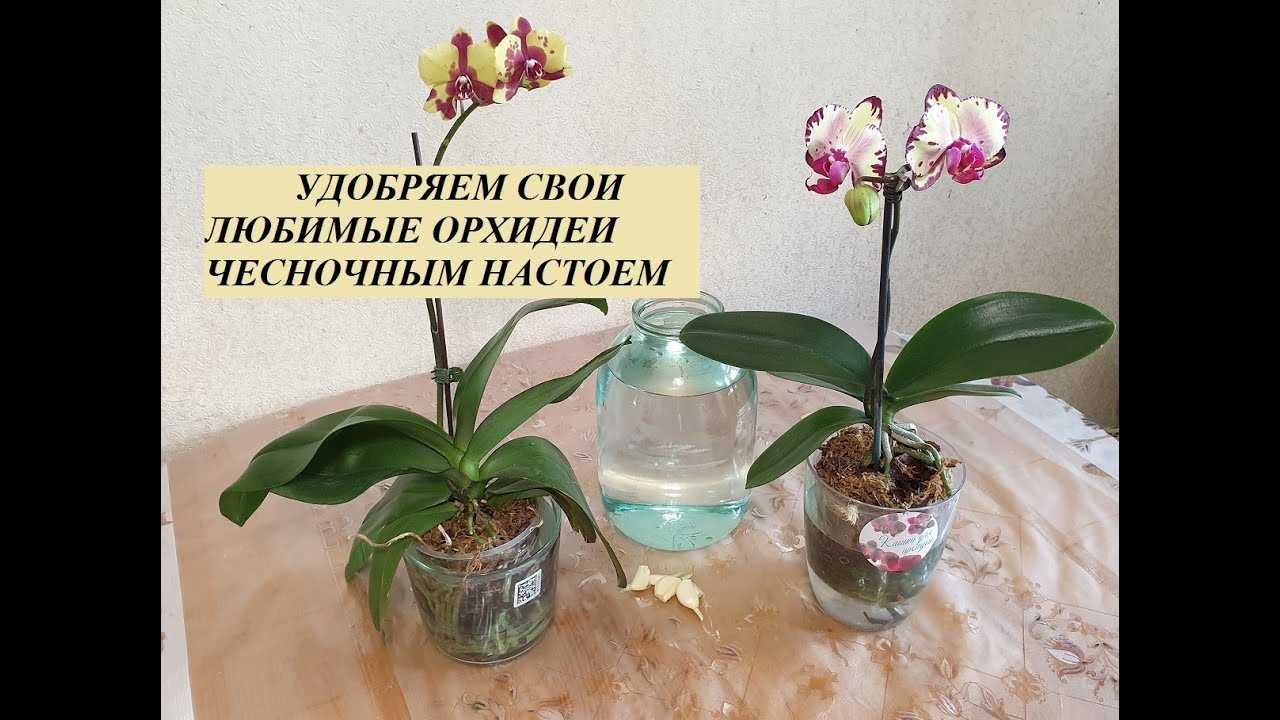 Чеснок для орхидей как сделать раствор пропорции. чесночное лакомство для орхидей: обильное цветение гарантировано. как поливать чесночной водой