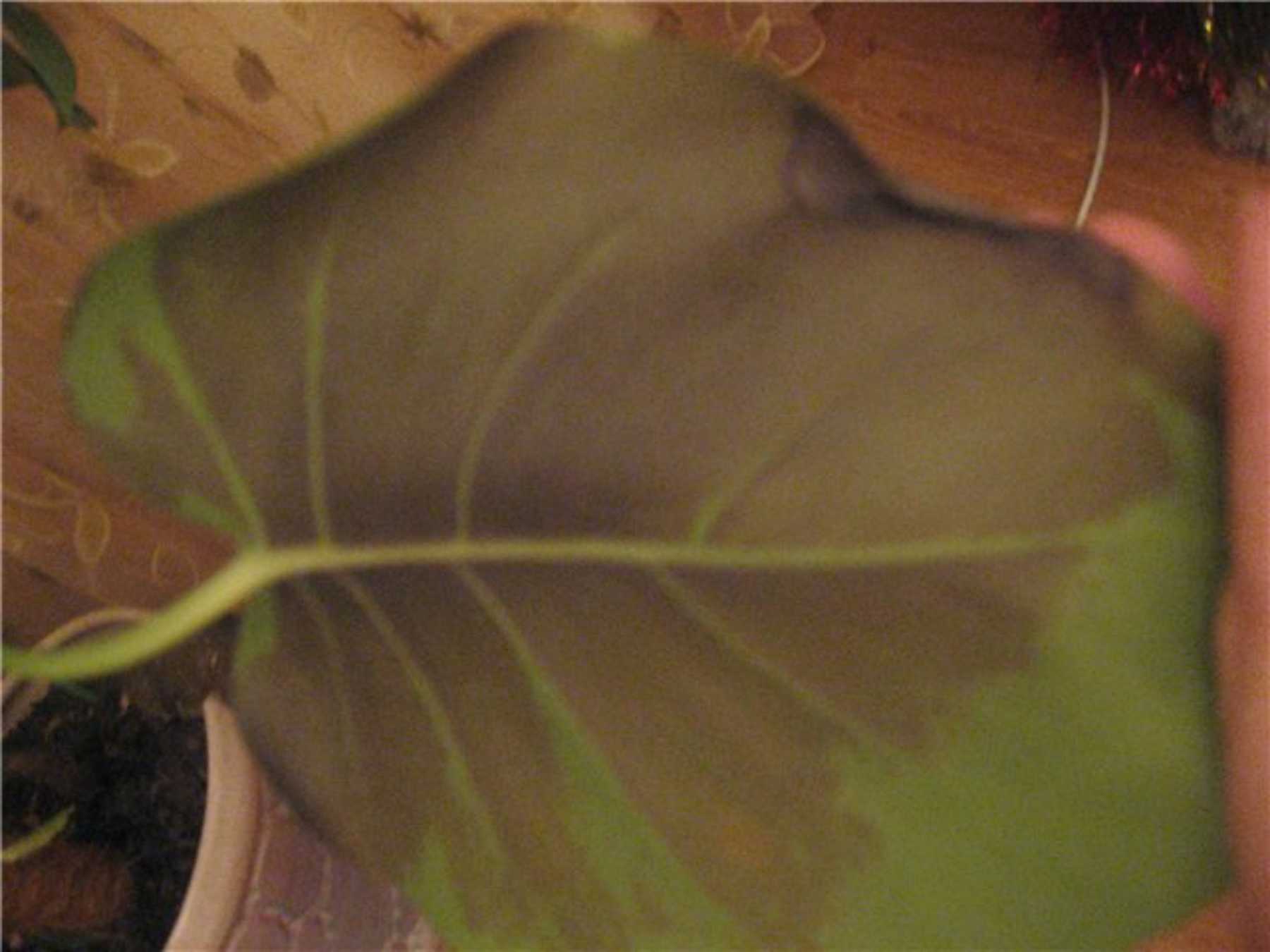 ✅ монстера сохнут кончики листьев что делать - питомник46.рф