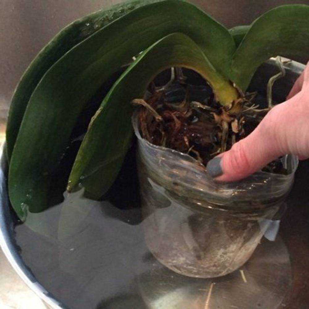 Что делать, если листья орхидеи потеряли тургор и морщинятся? диагностика, лечение, профилактика