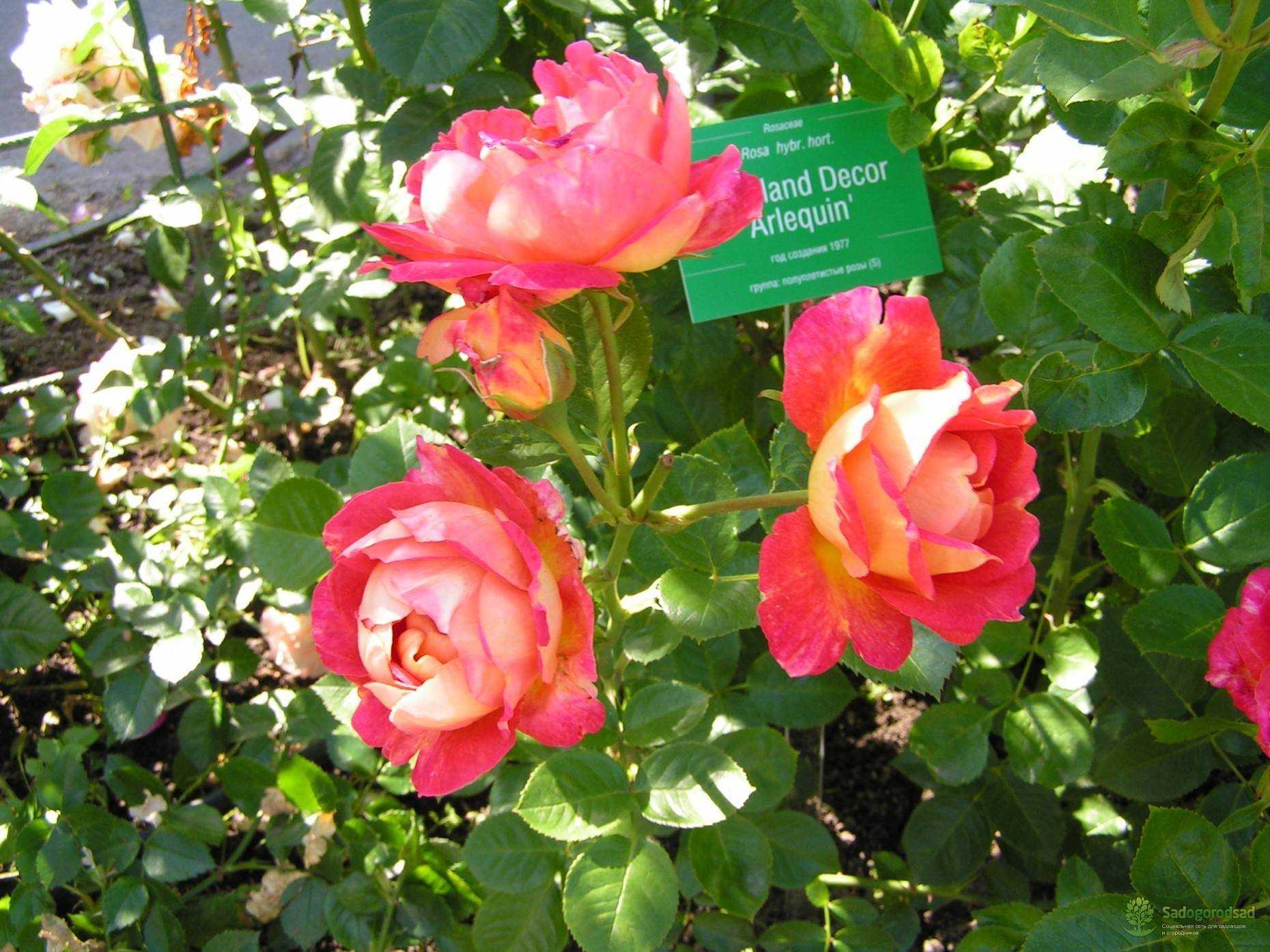 Роза плетистая арлекин (harlekin)