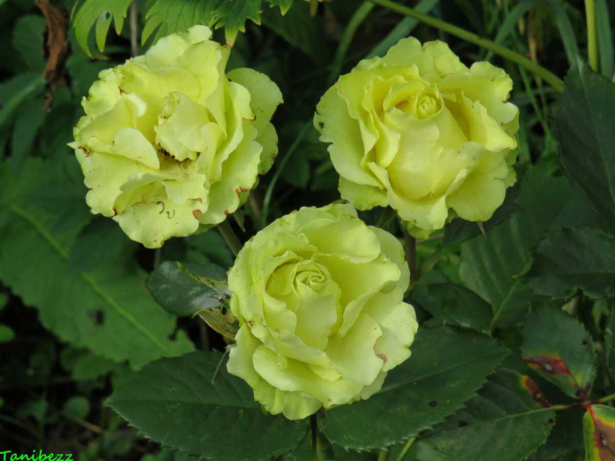 Limbo роза эквадор
