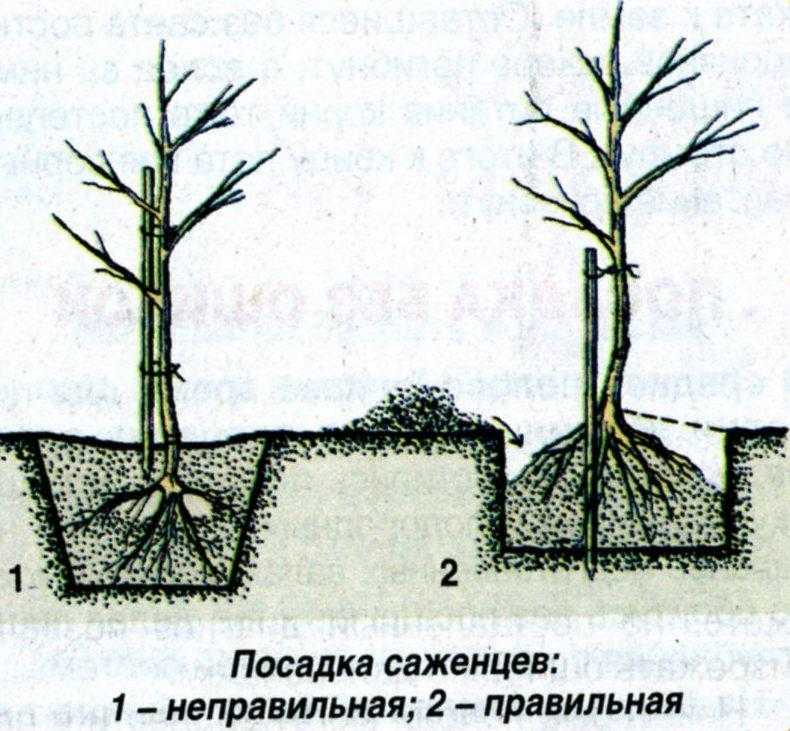 Правила посадки саженцев плодовых деревьев