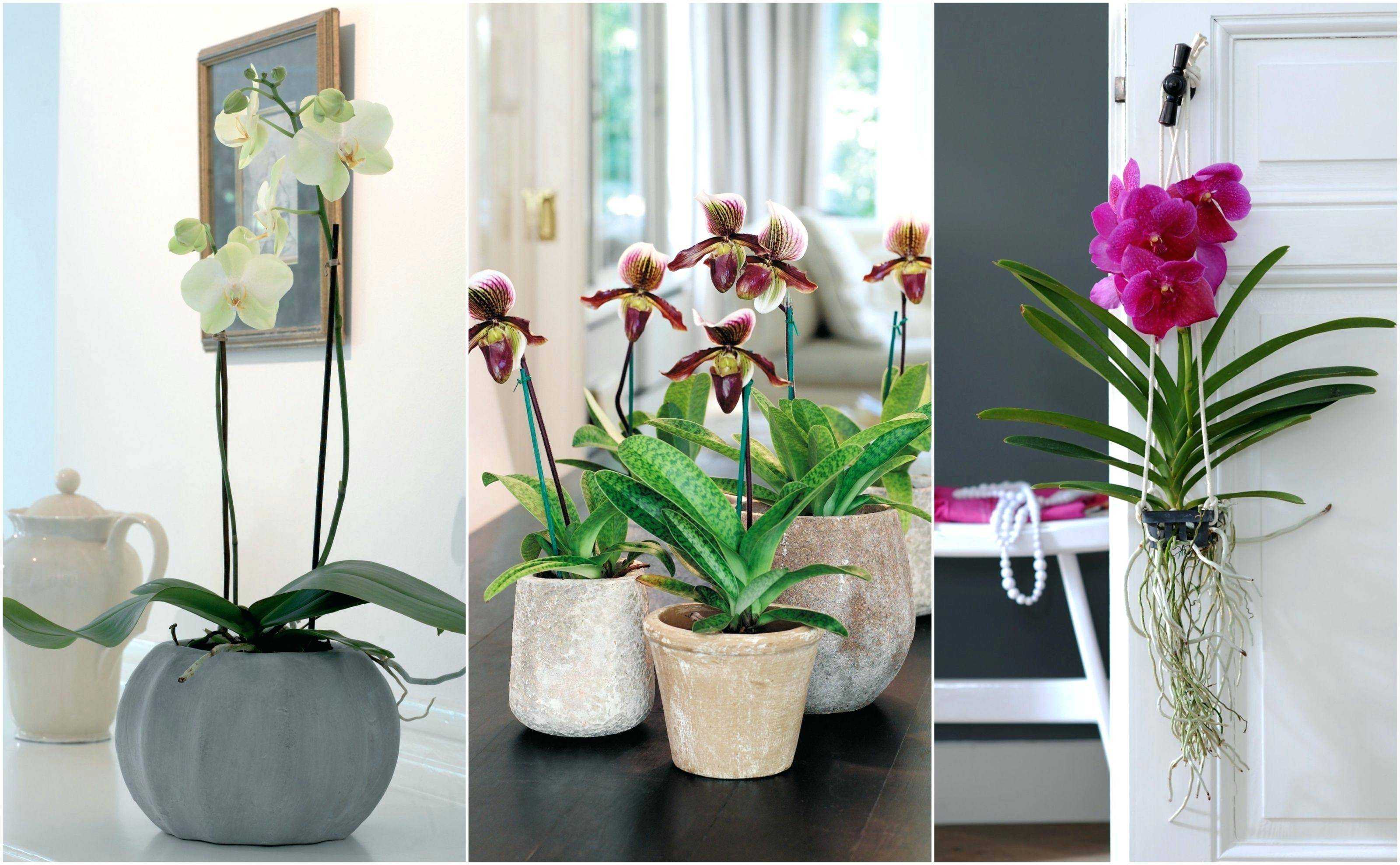 Как поливать орхидею в домашних условиях?