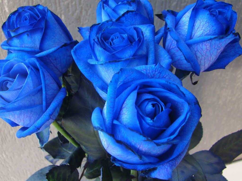 О розе голубой нил (блю нил): описание и характеристики чайно-гибридной розы