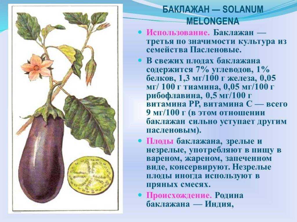 Список семейства пасленовых растений - овощных, лекарственных и декоративных