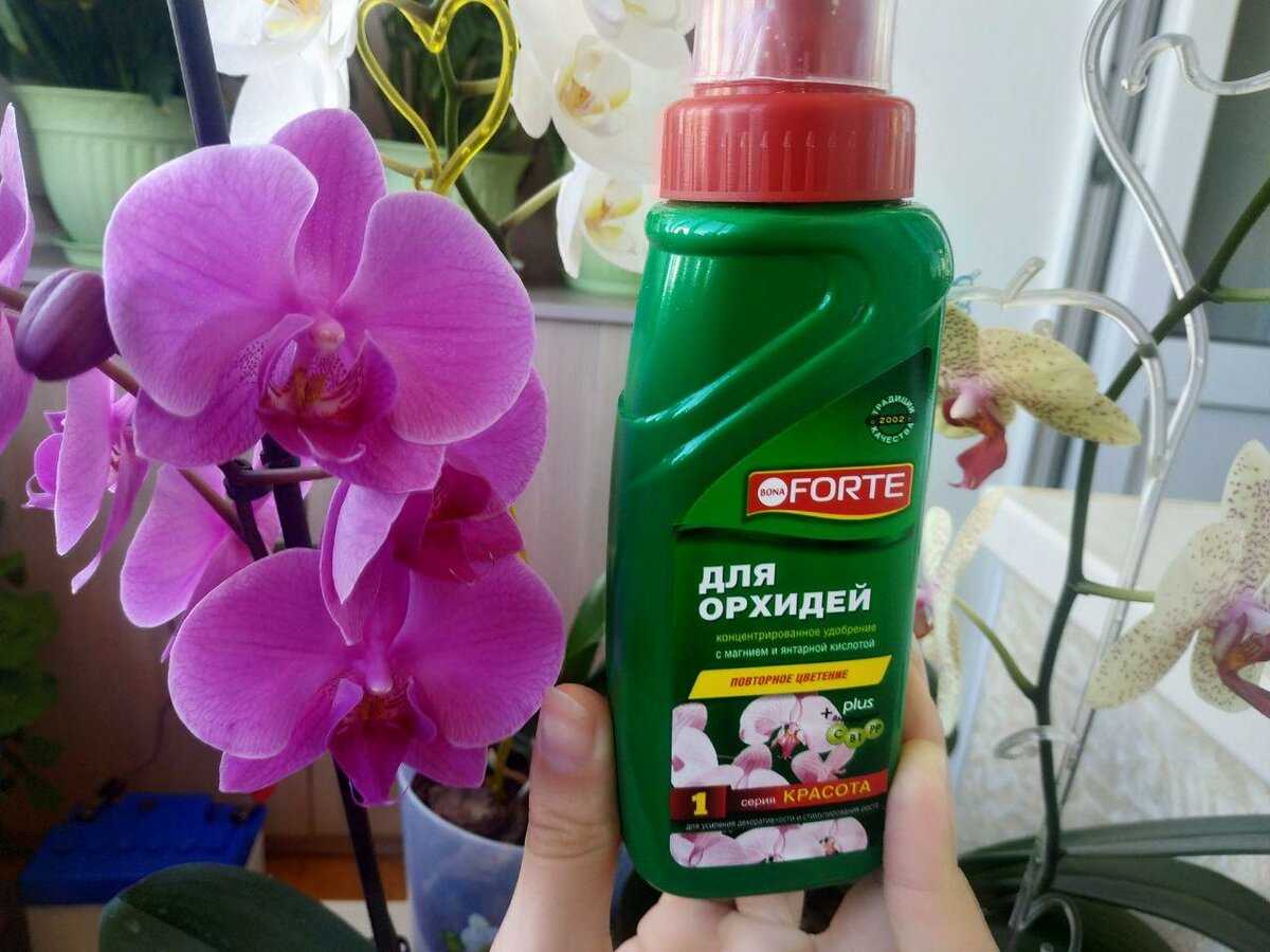 Как правильно удобрять орхидею фаленопсис