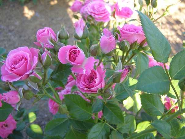 Роза лидия фото и описание