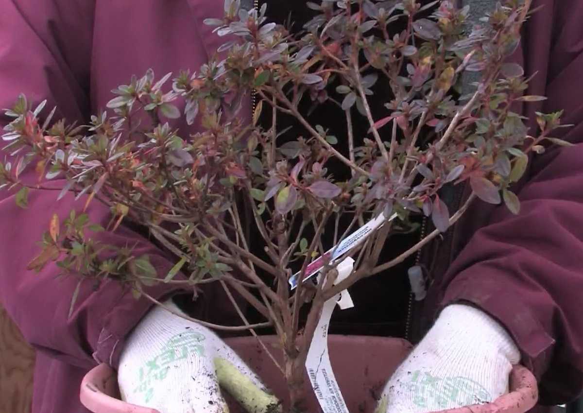Реанимация азалии: как спасти цветок, если он сохнет, замерз, залит или болеет