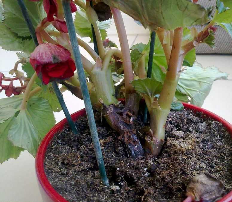 Бегония в горшке или садовая сохнет и вянет. почему растение капризничает и можно ли его спасти?