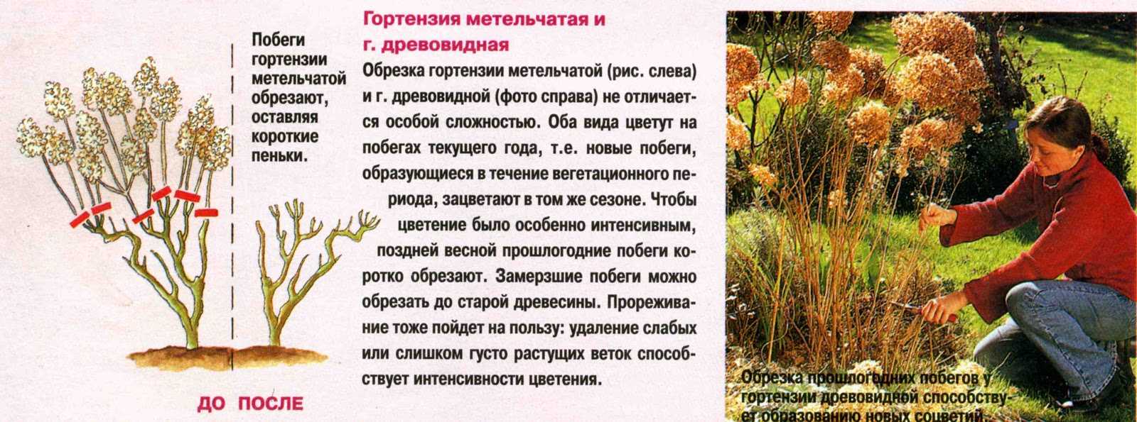 Гортензия садовая: посадка и уход в открытом грунте, зимовка, размножение, фото