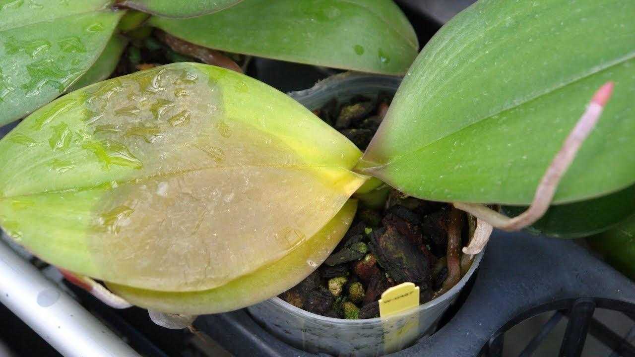 Пятна на листьях орхидеи: почему появились белые, желтые, бурые и иные, как вылечить растение и меры профилактики