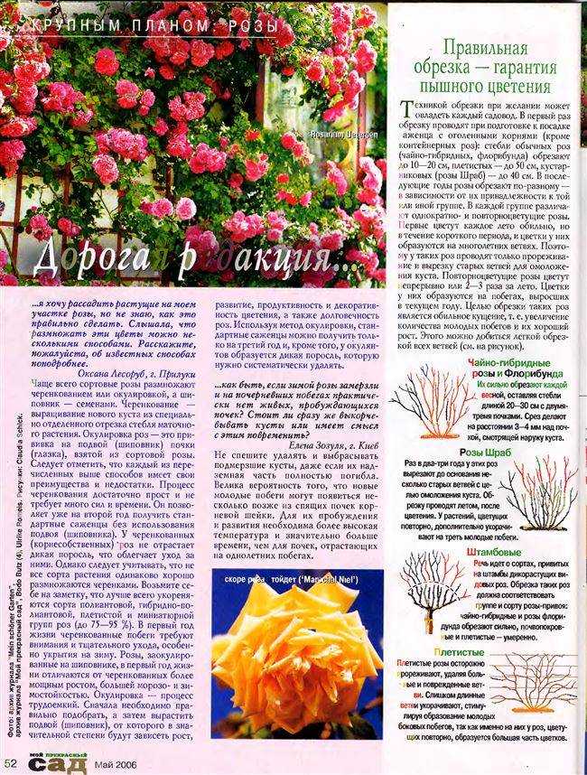 Роза лагуна: плетистая красавица в вашем саду