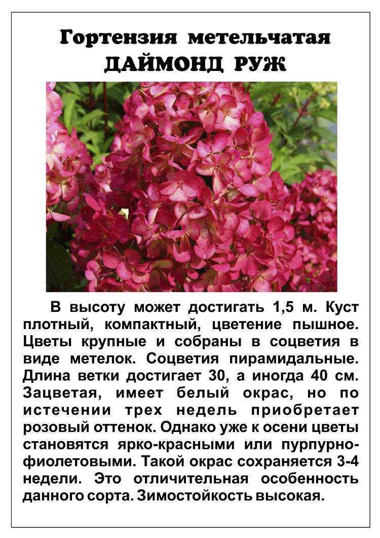 Гортензия даймонд руж (hydrangea paniculata diamant rouge) - описание