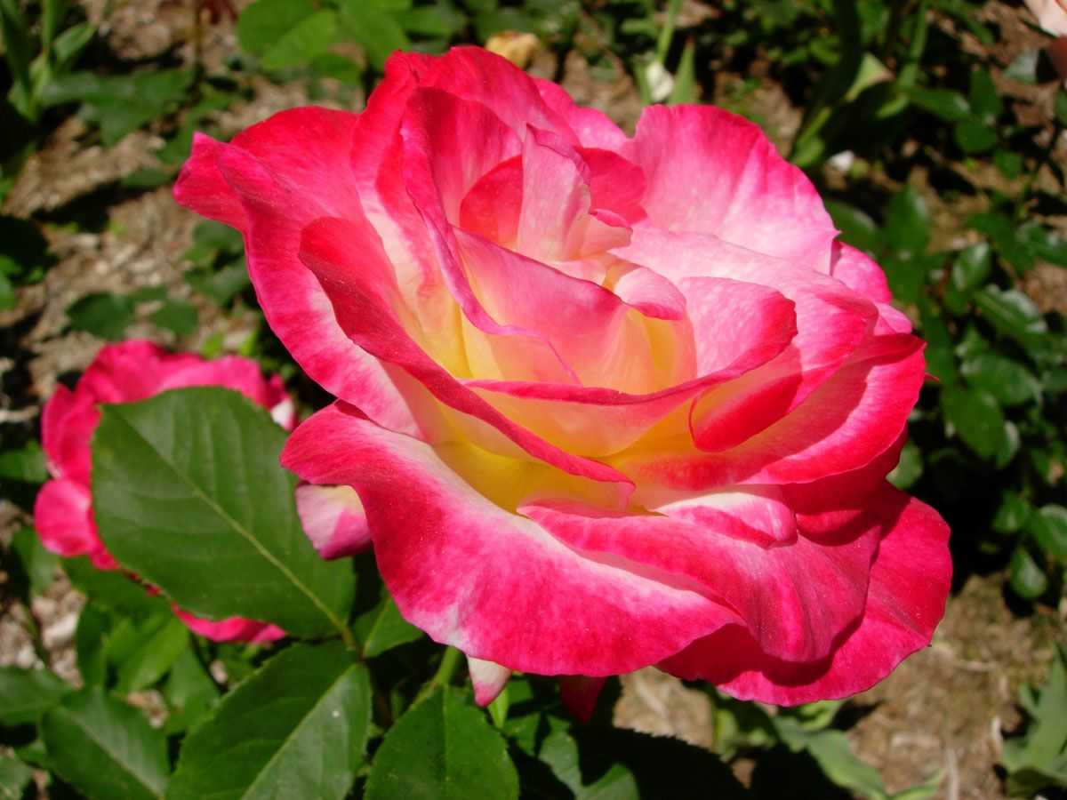 Роза чайно-гибридная дабл делайт: описание сорта, условия выращивания