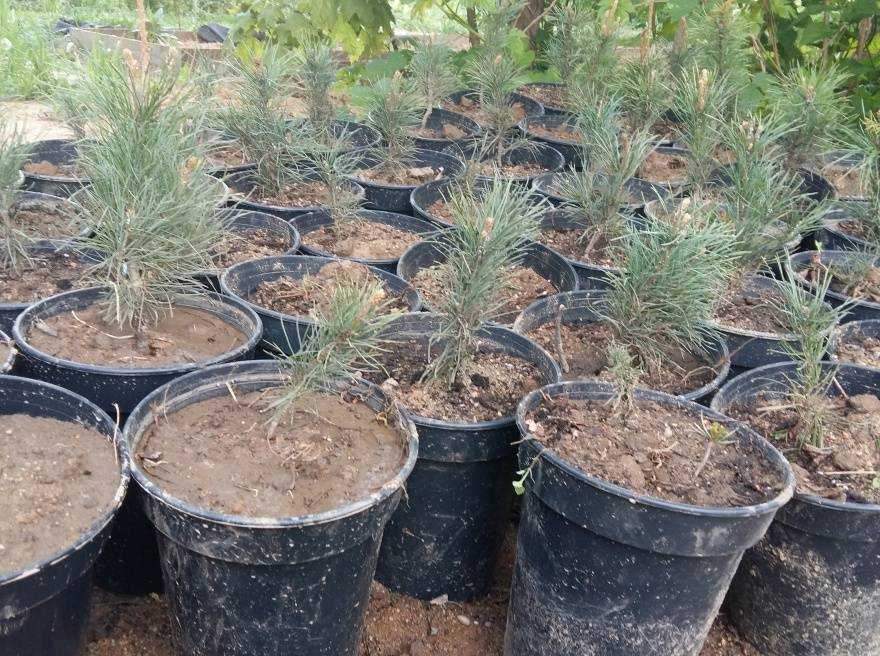 Выращиваем хвойные деревья из семян: стратификация, посев, уход. - статья - журнал