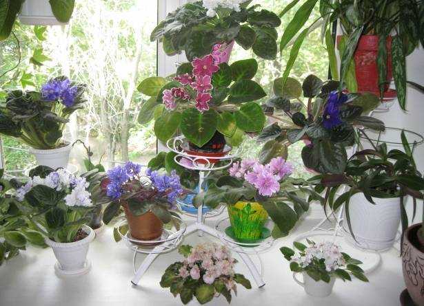 Какие цветы можно держать в спальне: рекомендации по выбору спальных цветов и очистке воздуха