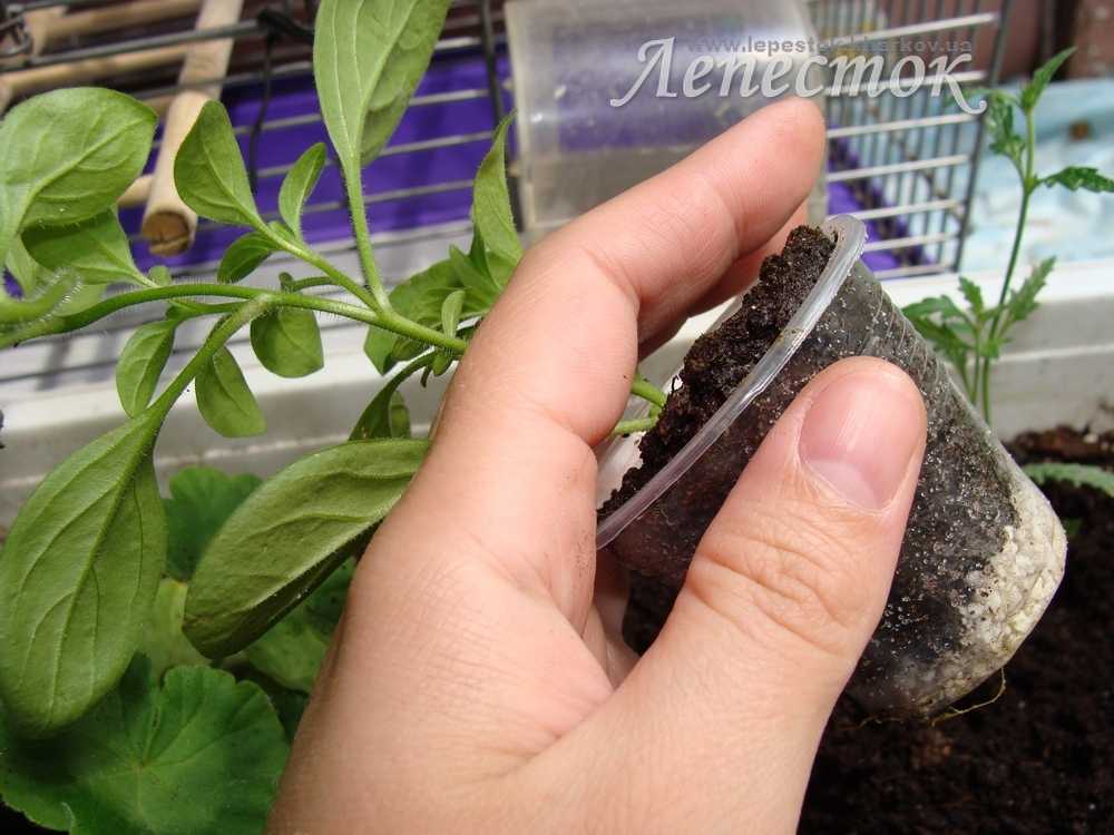 Как размножить ампельную петунию: как черенковать и как правильно посадить