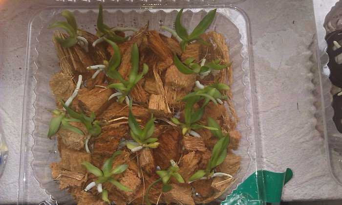 Орхидея из семян: как выглядит посевной материал, как посадить таким способом, в каких условиях вырастить?