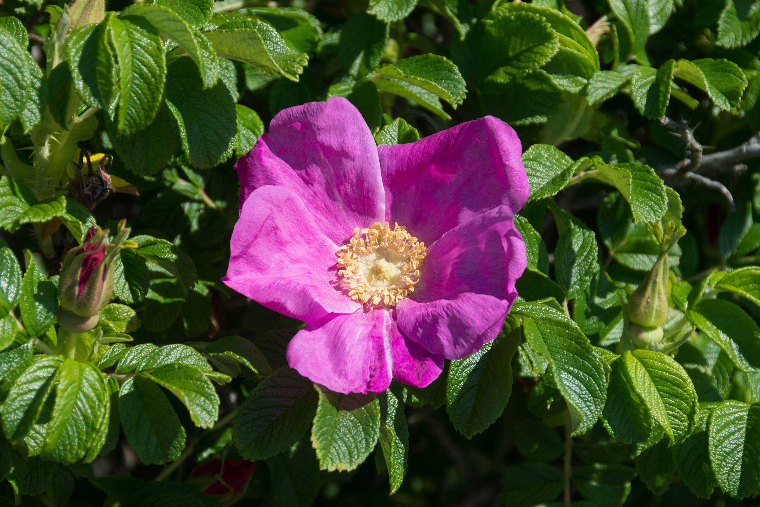 Ругоза рубра роза -описание и характеристики, правила выращивания | розоцвет