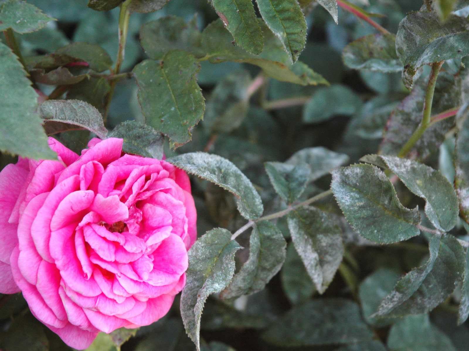 Мучнистая роса на розах - как избавиться, меры борьбы и лечение народными средствами (видео)