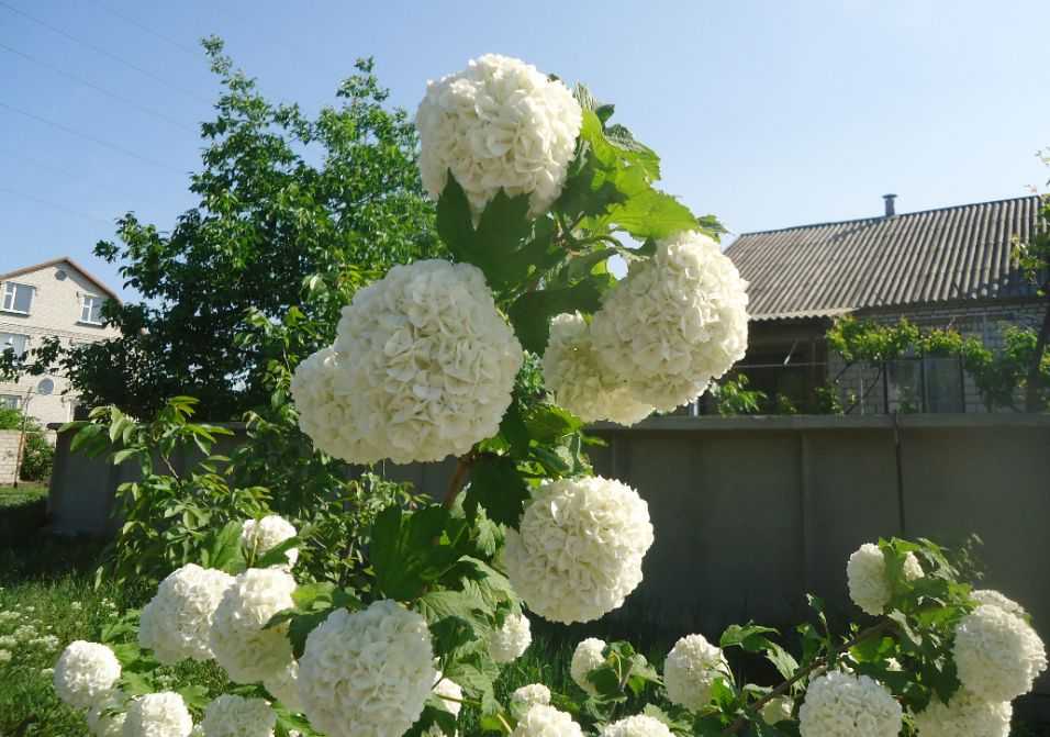 Декоративная калина бульденеж – белоснежное чудо в вашем саду