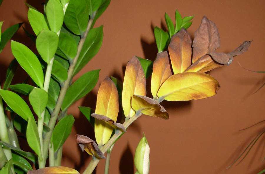Почему желтеют листья у замиокулькаса в домашних условиях — как спасти цветок, что делать Неправильный уход за долларовым деревом, вредители и болезни, основные причины проблем с цветком Естественное пожелтение листвы