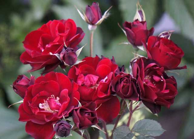 Канадские розы лучшие сорта: особенности выращивания и посадки