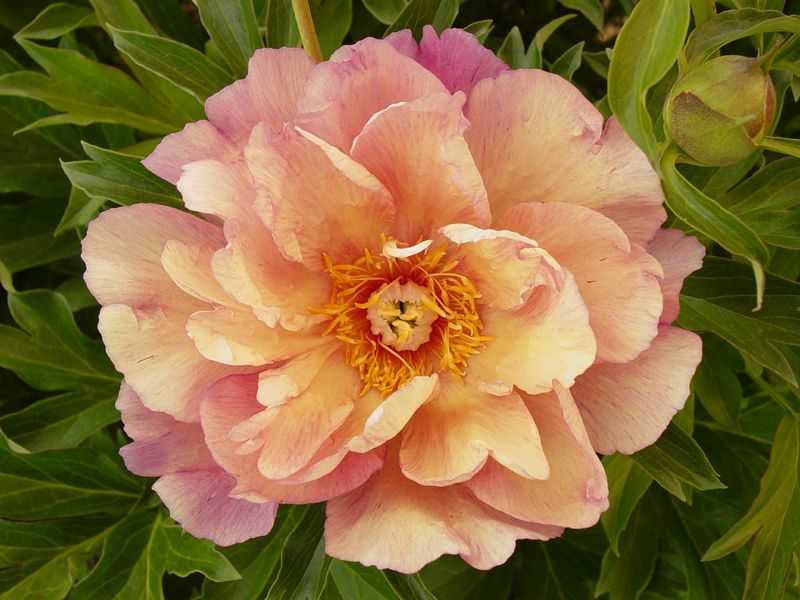 Пион джулия роуз (julia rose): описание ито-гибрида, фото, посадка и уход
