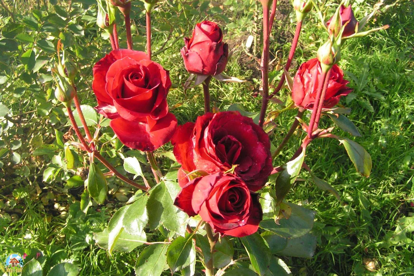 Роза никколо паганини: фото, описание сорта, отзывы | qlumba.com