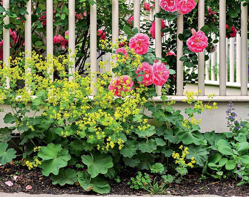Маленький сад: как посадить розы