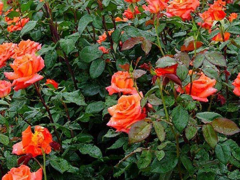 Роза Моника Monica — описание и характеристика немецкого сортового растения, как выглядит, история селекции Выращивание чайно-гибридной розы, как посадить культуру Как цветет красно-желтый цветок