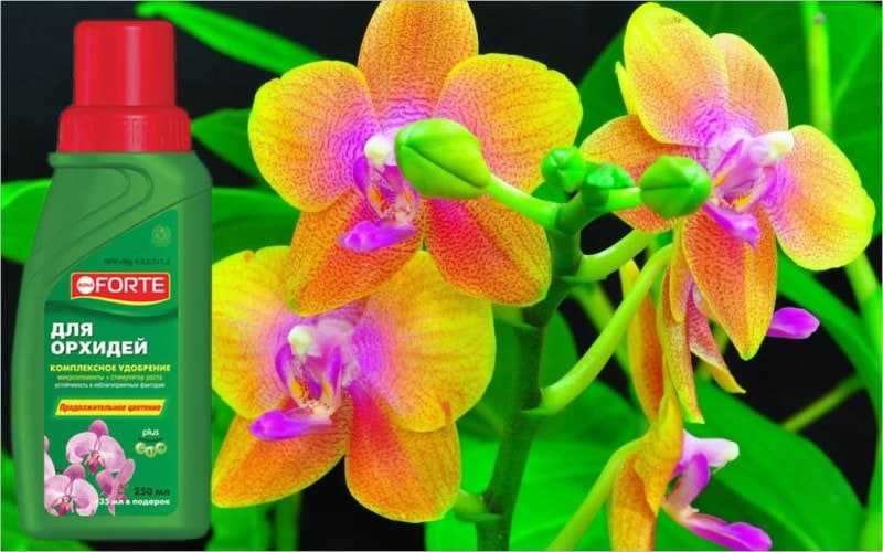 Удобрения для орхидей: чем подкармливать растение в период цветения и в иное время, какое из народных или магазинных средств лучше использовать в домашних условиях?