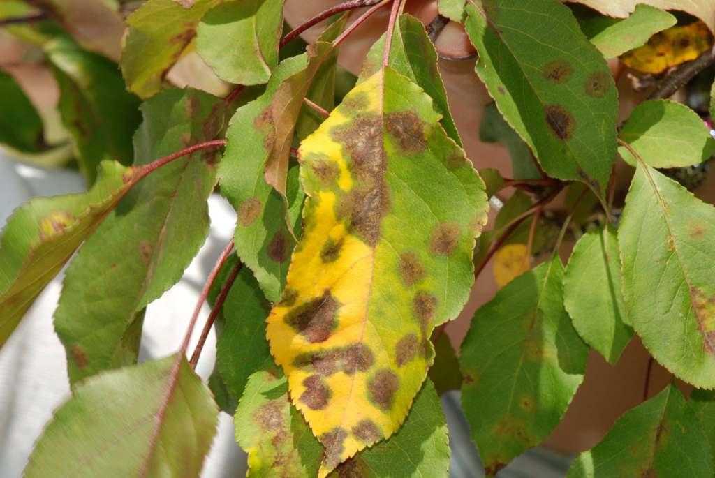 Листья груши покрылись жёлтыми пятнами: причины, что нужно при этом делать, как бороться, профилактика, фото