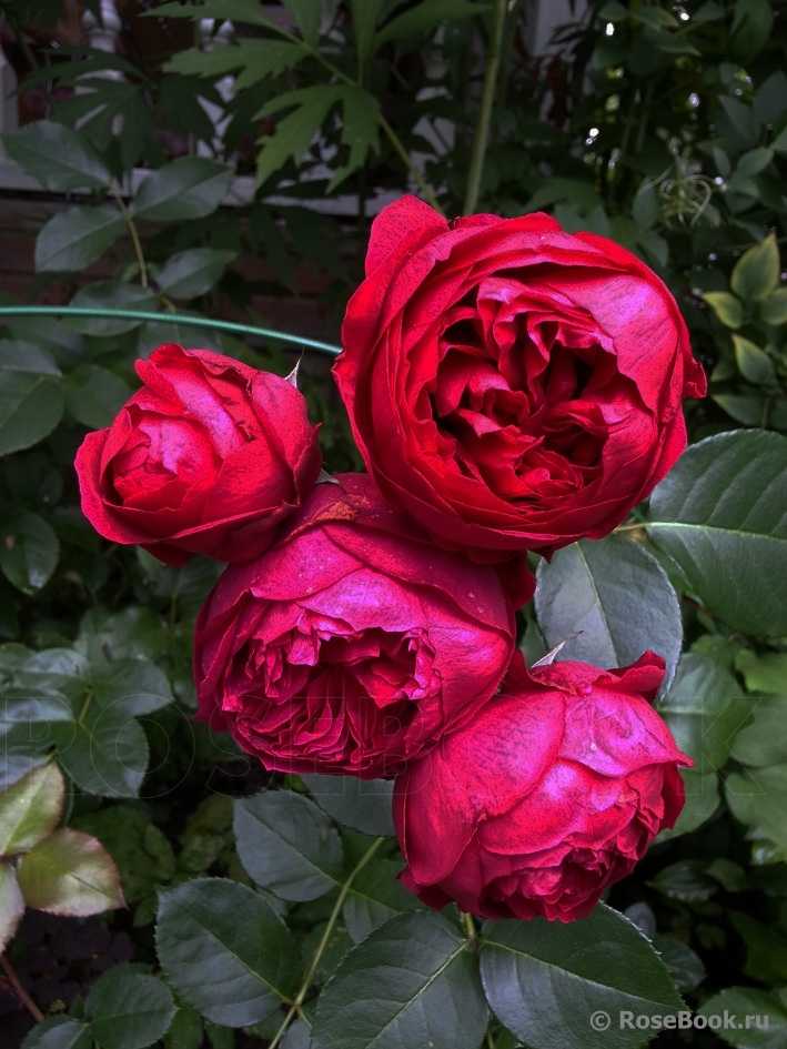 Розы шрабы, что это такое, как за ними ухаживать, фото и сорта