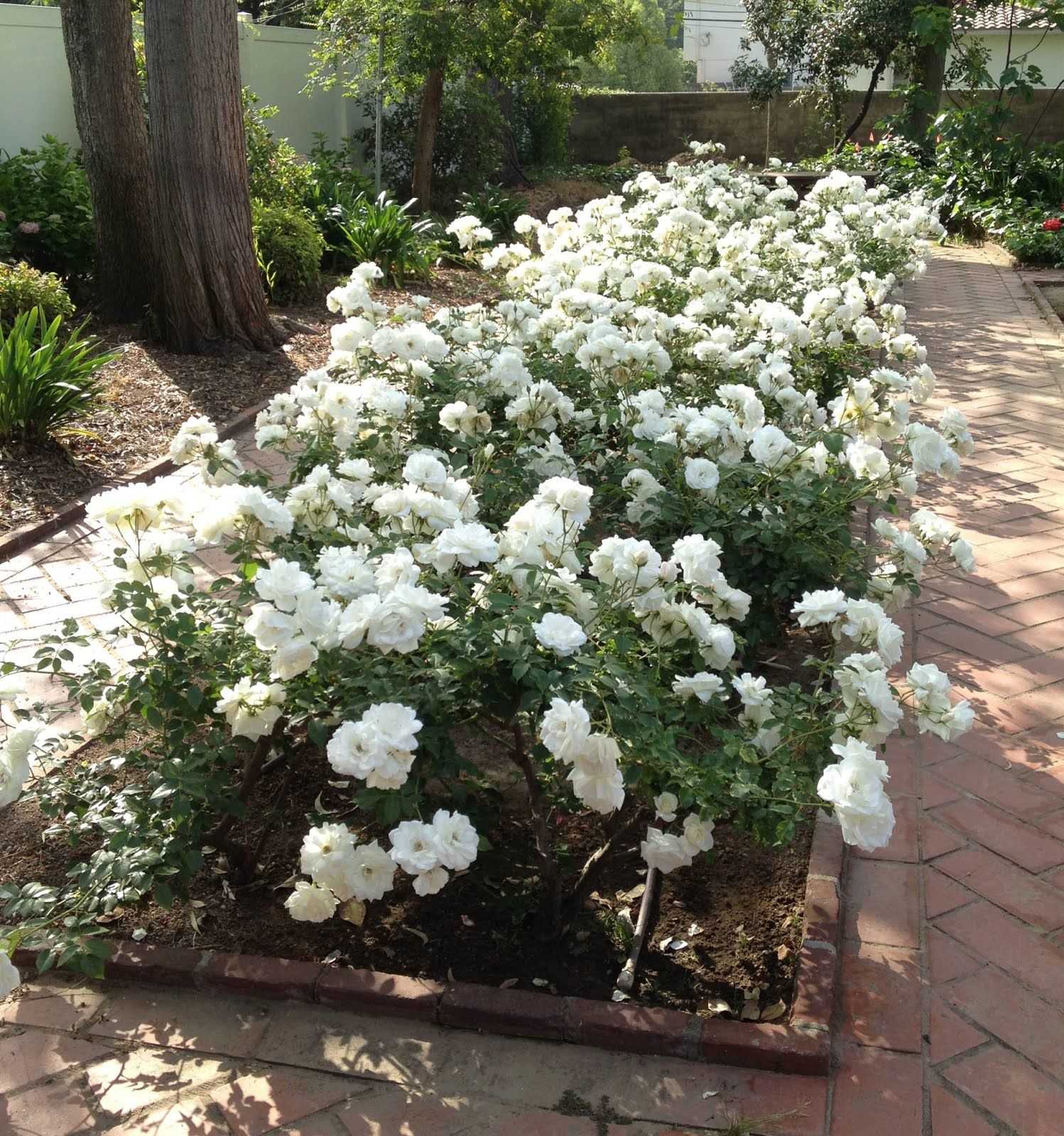 Айсберг роза - описание сорта, как посадить и ухаживать, отзывы | розоцвет
