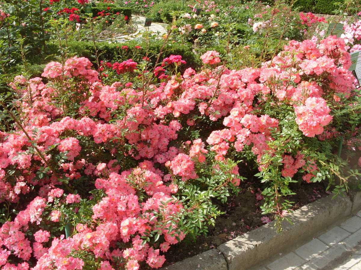 Плетистые розы, которые цветут все лето: зимостойкие сорта