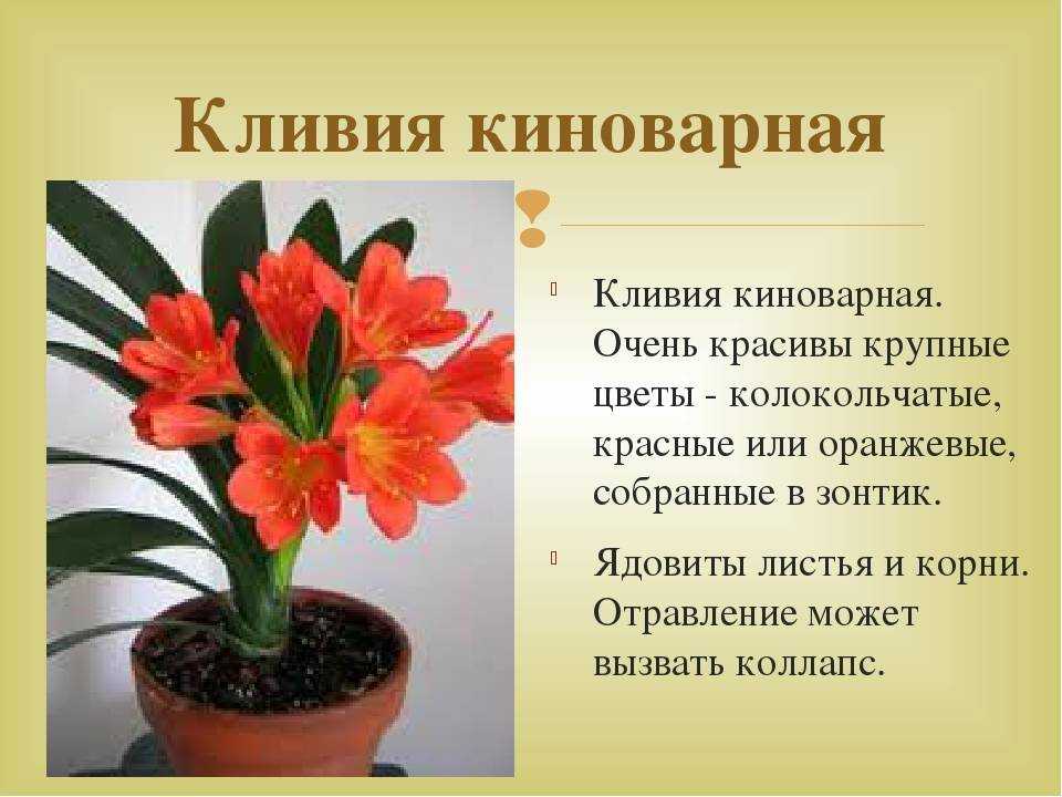 Цветок с красно зелеными листьями: названия и фото