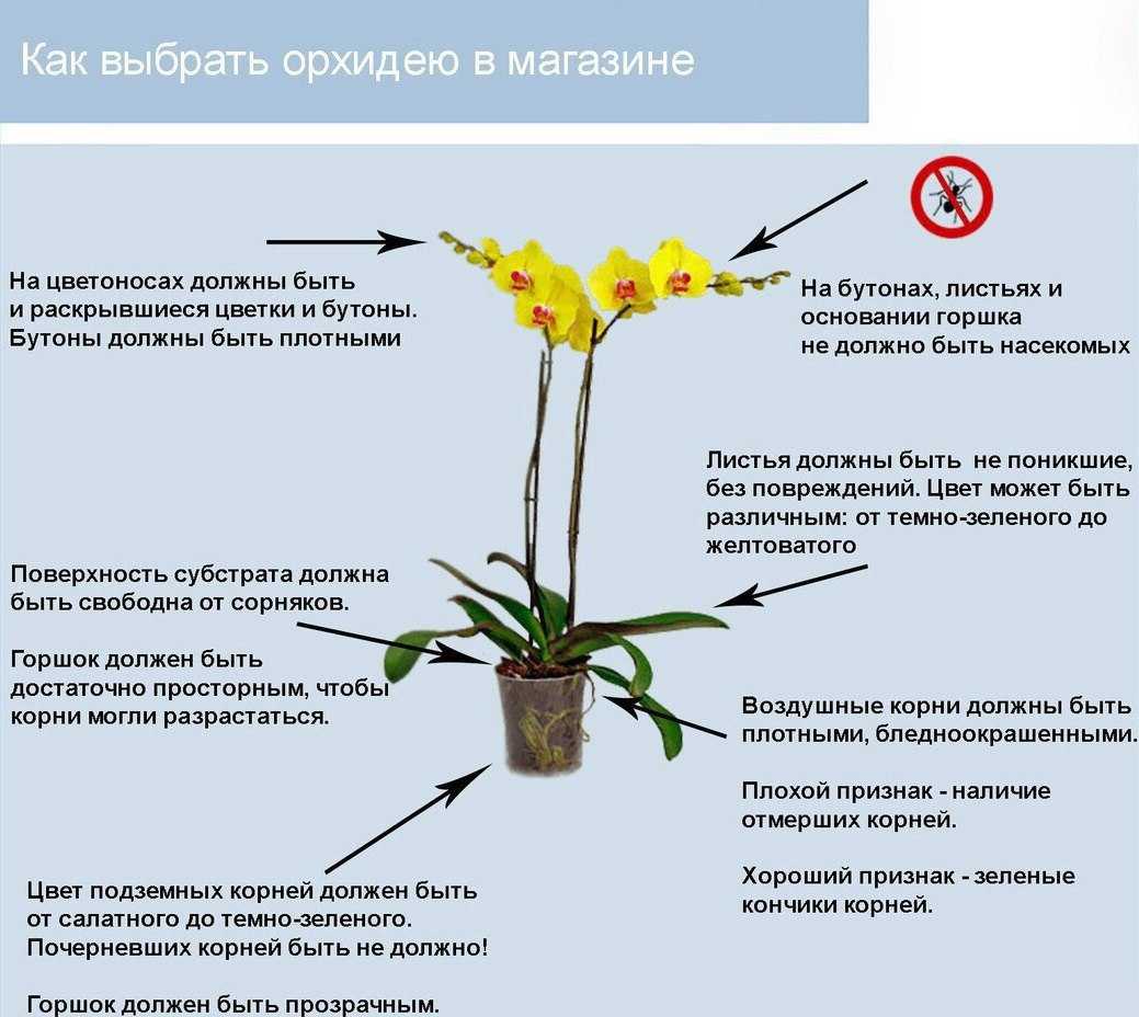 Как поливать орхидею в домашних условиях правильно - как часто