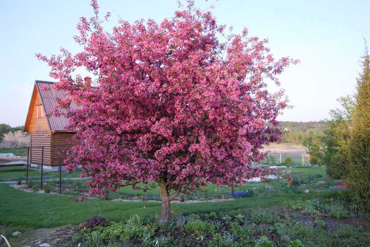 Колоновидный сад, или как на одной сотке выращивать 20 плодовых деревьев? преимущества и недостатки, уход, сорта, фото — ботаничка.ru
