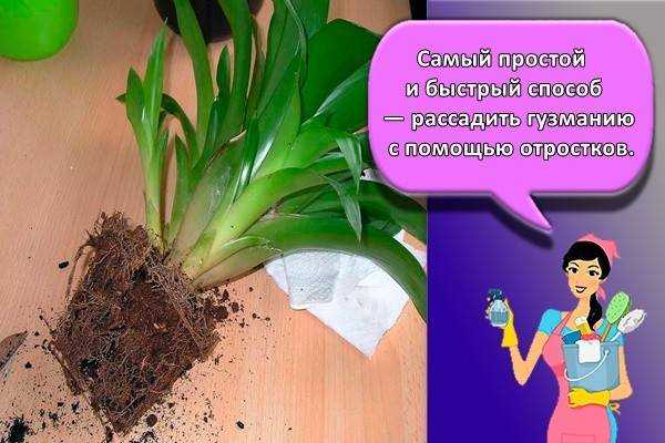 Гузмания - виды и особенности выращивания растения в комнатных условиях (135 фото)
