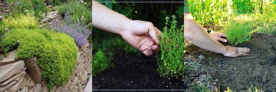 Как вырастить ароматный тимьян в домашних условиях и в саду