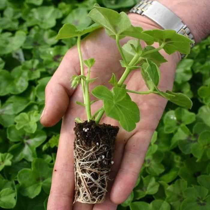Как посадить герань отростком без корней