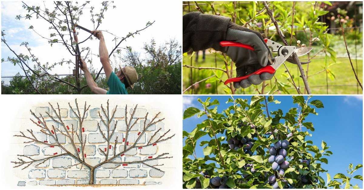 Уход за яблонями круглый год: как ухаживать за саженцами и взрослыми деревьями