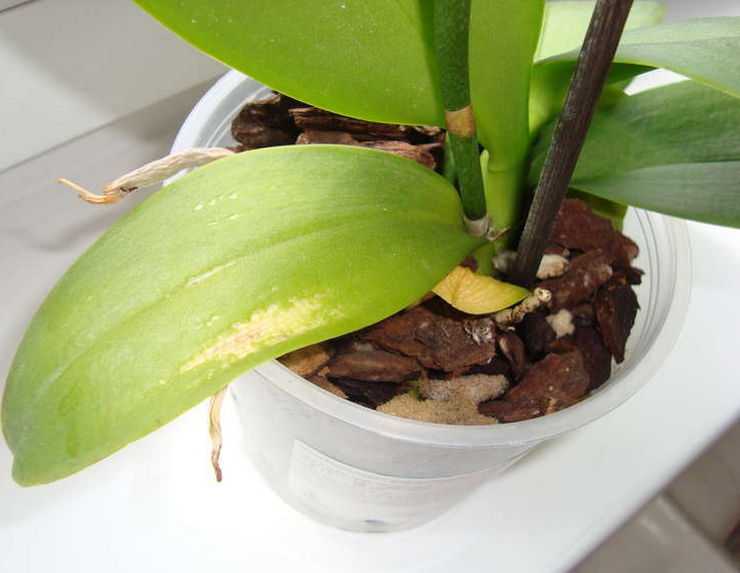 Листья орхидеи потеряли тургор и морщинятся: причины