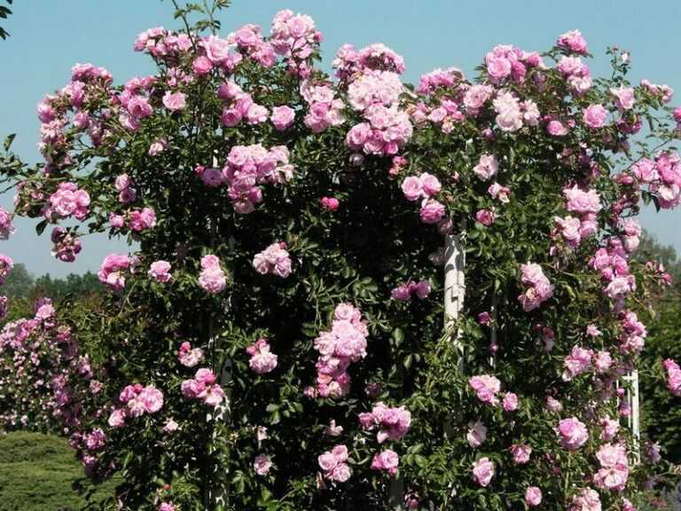 Роза хендель (handel) — особенности посадки и ухода