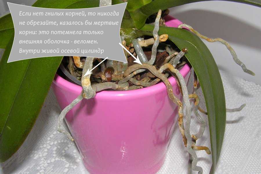 Почему орхидея выпускает много воздушных корней