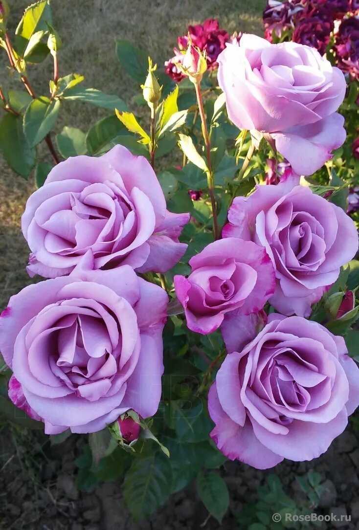Роза муди блюз — основные правила содержания растения
