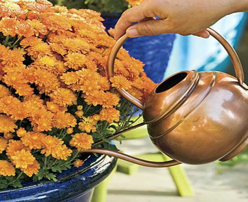 Как правильно ухаживать за хризантемами? выращивание, посадка и уход. фото — ботаничка.ru