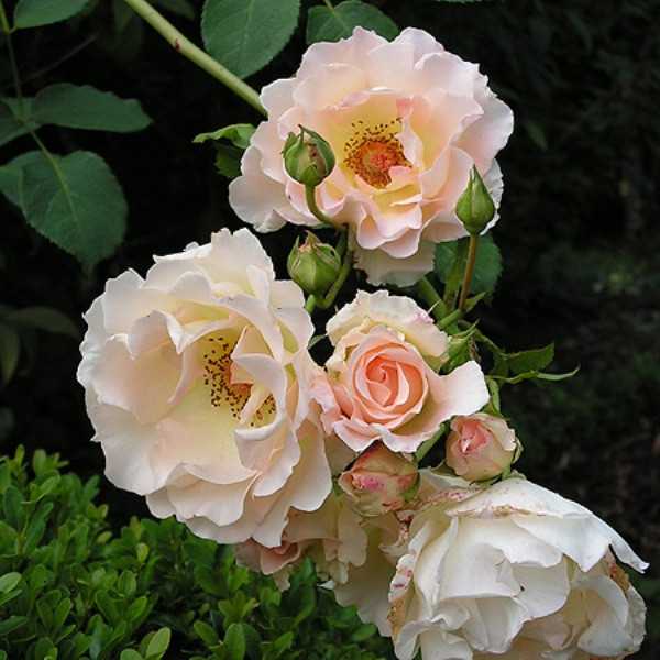 Мускусные розы: особенности, популярные сорта, тонкости посадки и ухода